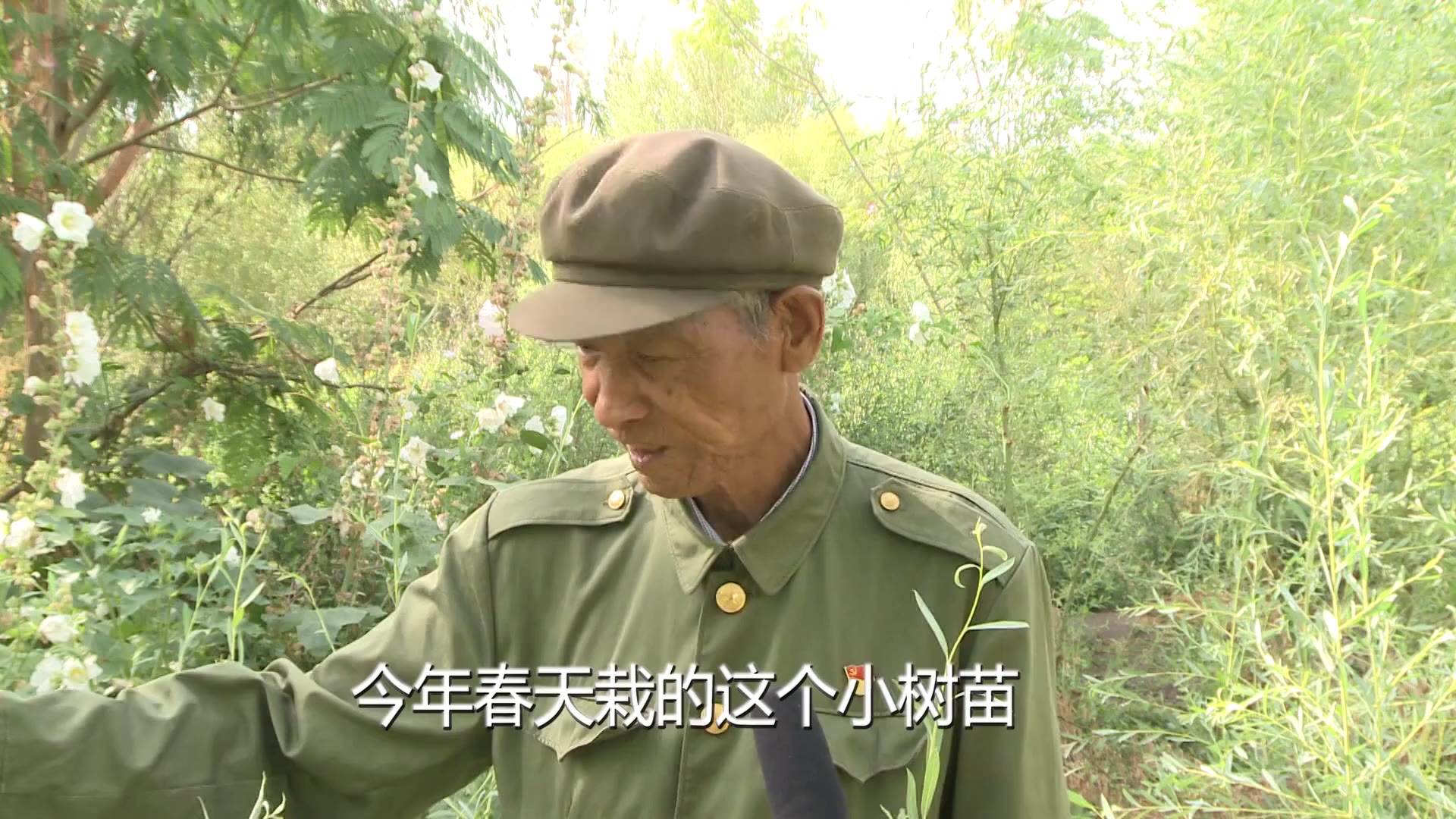 老兵王成帮和百万棵树