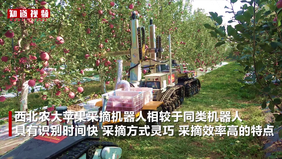 视频|苹果采摘机器人问世,双臂协同效率高_中华网